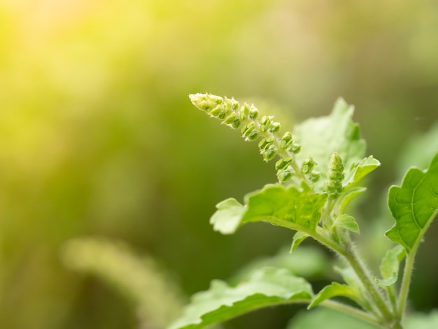 Fiore di basilico caldo