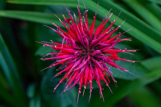 Fiore di beebalm in fiore con petali rossi primo piano foto giardino su sfondo verde.