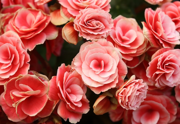 fiore di begonia