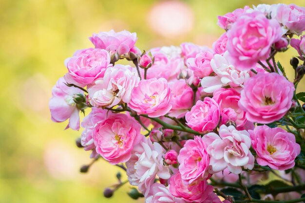 Fiore di belle rose rosa nel giardino