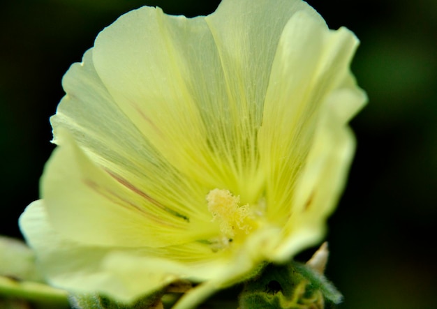 Fiore di bellezza selvaggia con nettare che fiorisce nella campagna del campo