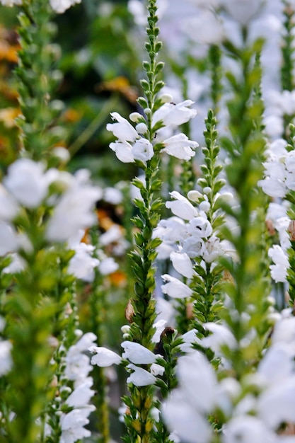 Fiore di bellezza selvaggia con nettare che sboccia in campagna