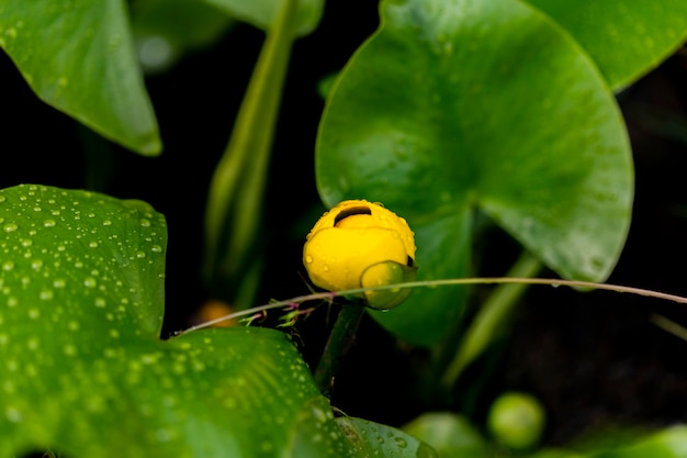 Fiore di bladderwort acquatico