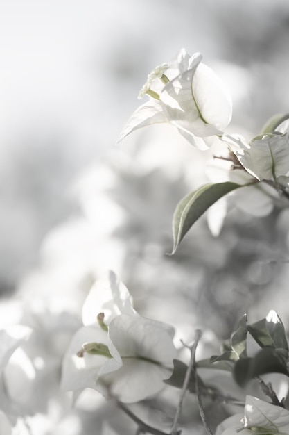 Fiore di Bougainvillea bianco morbido in natura con messa a fuoco morbida e selettiva. Sfondo floreale vintage.