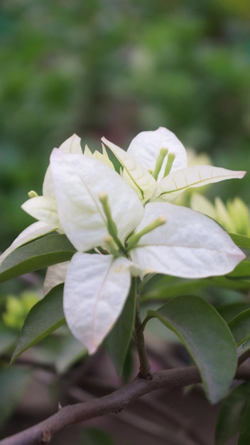 Fiore di bougainvillea bianco