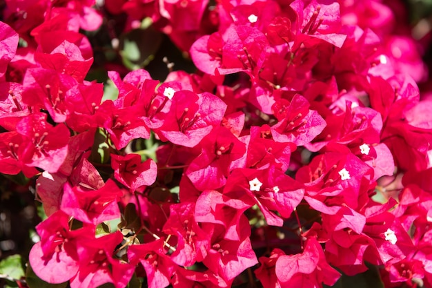 Fiore di bouganville glabra in fiore di colore rosa brillante