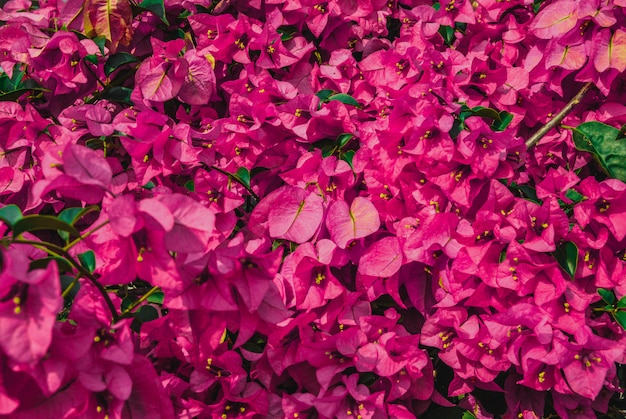 Fiore di bouganville rosa