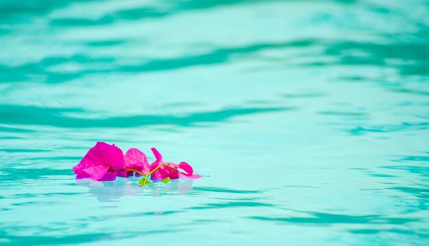 Fiore di bouganville viola sulla superficie della piscina