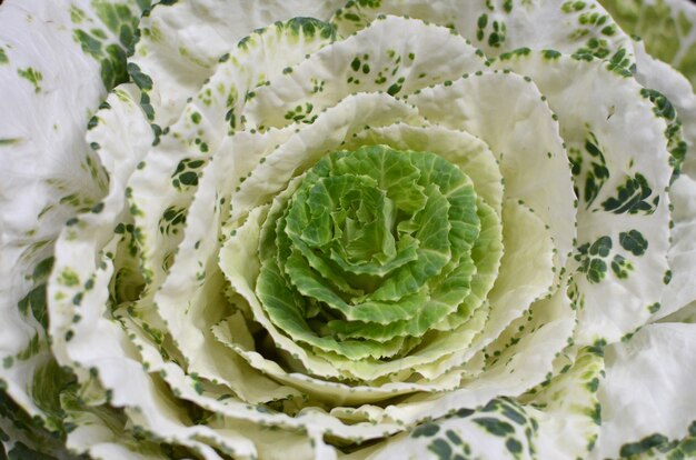 Fiore di Brasica per lo sfondo