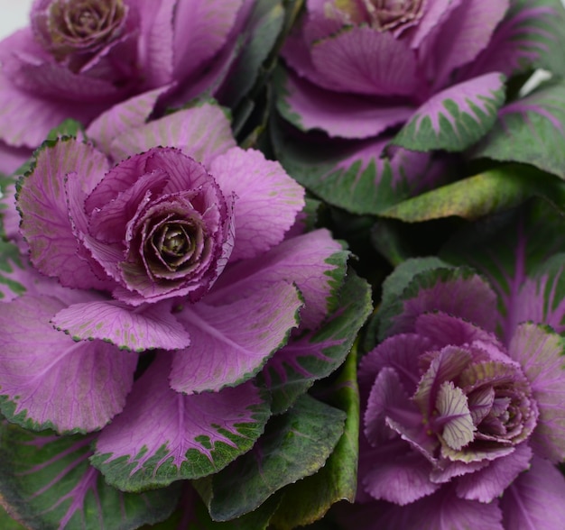 Fiore di brassica per lo sfondo