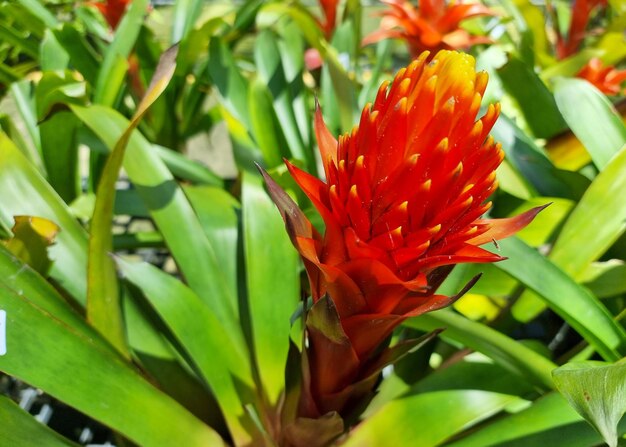 Fiore di bromelia in giardino