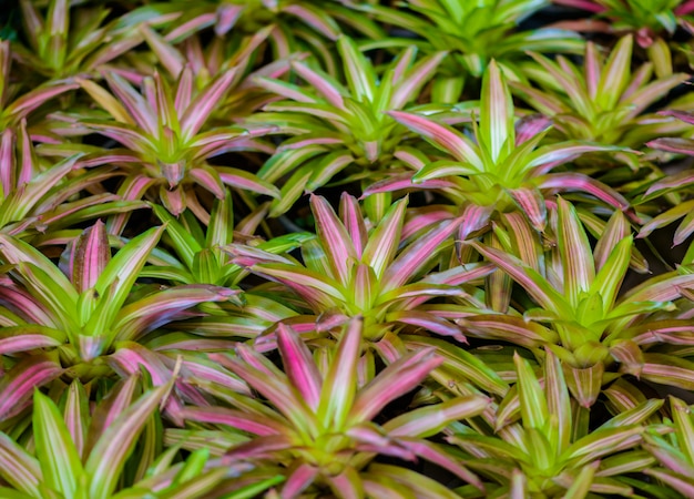 Fiore di Bromelia o Vriesea splendens