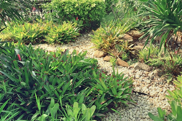 Fiore di Bromelia per decorazione