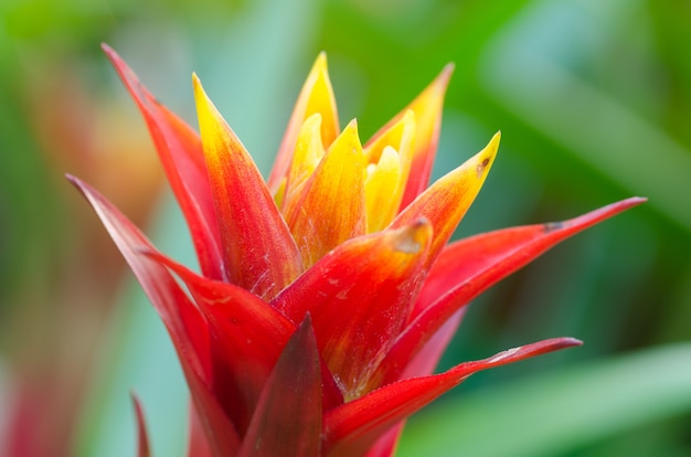 Fiore di Bromelia