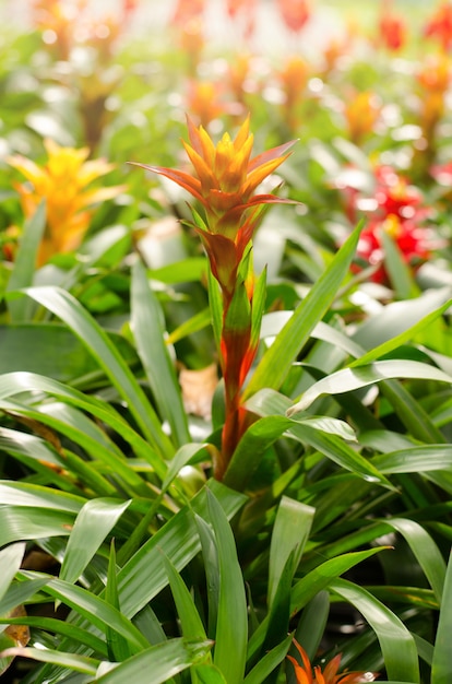 Fiore di Bromeliad che fiorisce nel giardino