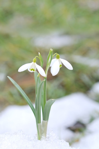 Fiore di bucaneve che esce dalla neve vera