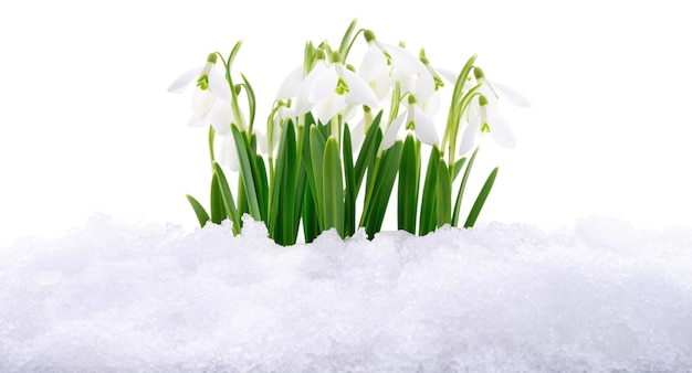 Fiore di bucaneve che esce dalla neve vera