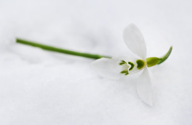 Fiore di bucaneve in inverno all'aperto