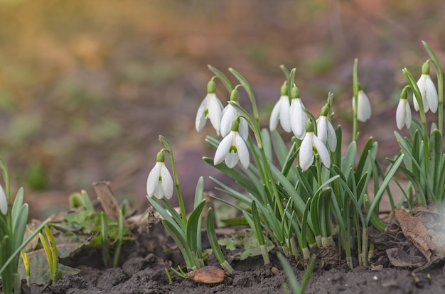 Fiore di bucaneve in natura