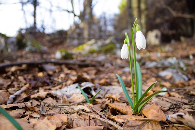 Fiore di bucaneve nel bosco vicino sullo sfondo della natura