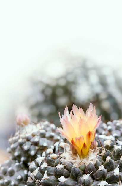 Fiore di cactus,cactus domestico.Pianta succulenta (CACTACEAE),messa a fuoco selettiva e profondità di campo molto ridotta.