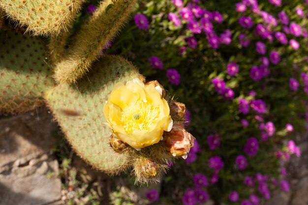 Fiore di cactus giallo