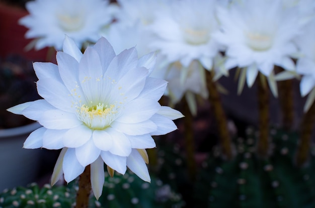 Fiore di cactus in fiore Fiore bianco Echinopsis