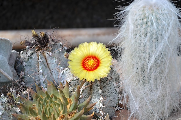 Fiore di cactus in fiore fiore giallo arancio scarica foto