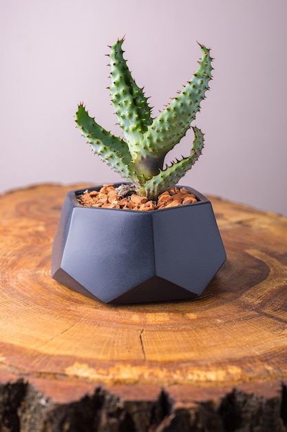 Fiore di cactus in un vaso figurato su un taglio di una tavola di legno