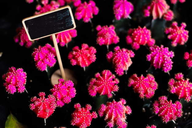 Fiore di cactus rosa