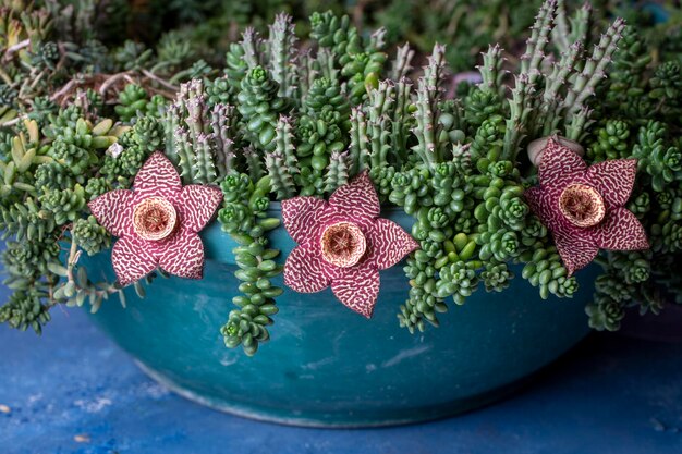 Fiore di cactus stellato della specie Orbea variegata