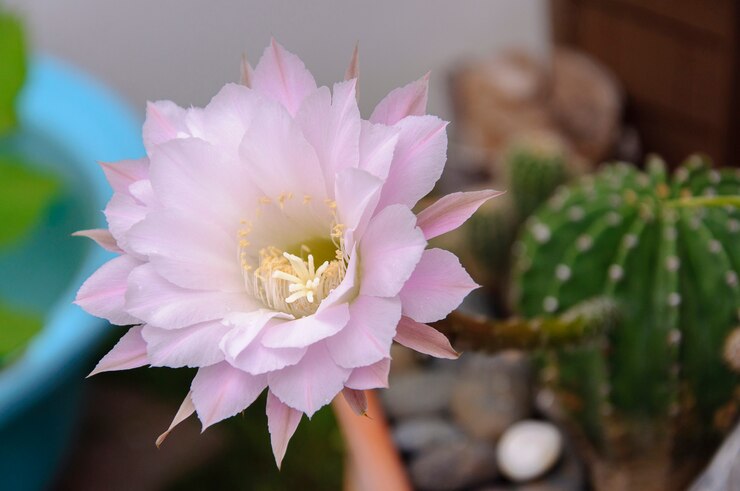 Fiore di cactus
