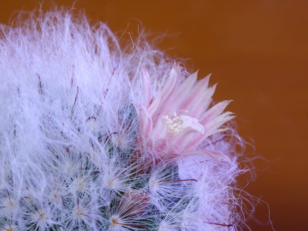 fiore di cactus