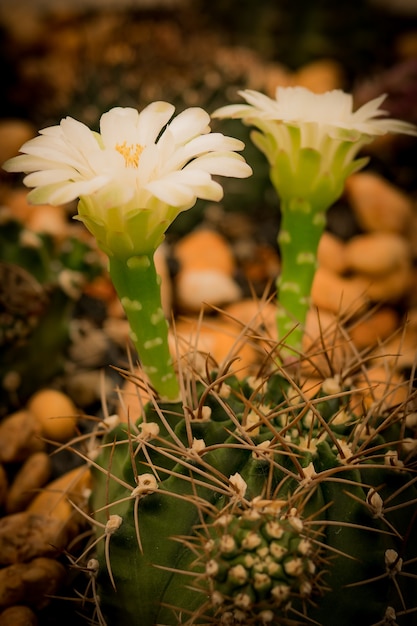fiore di cactus