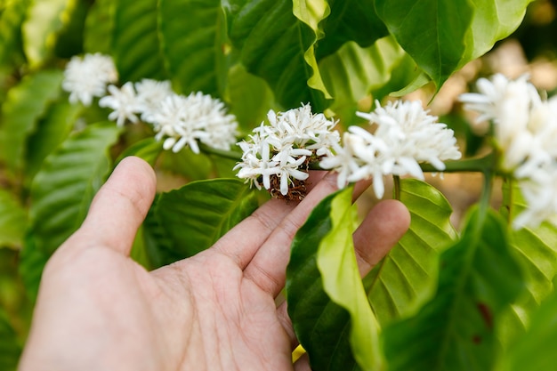 Fiore Di Caffè Che Fiorisce Sull'albero.