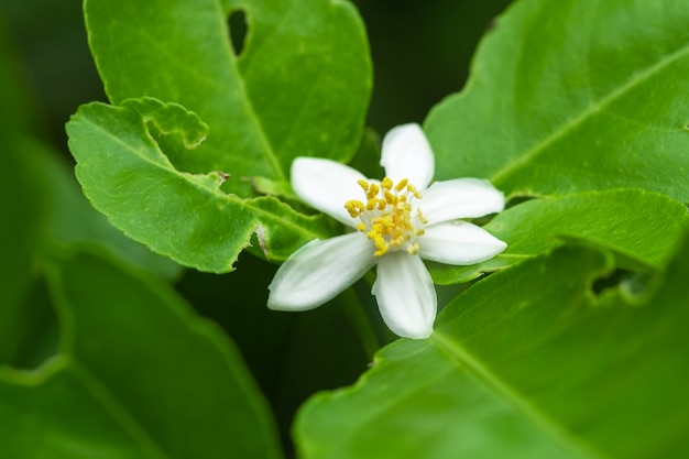 Fiore di calce su tiglio in un giardino biologico.