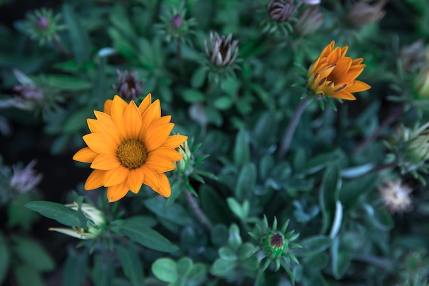 Fiore di calendula arancione in bloomxA