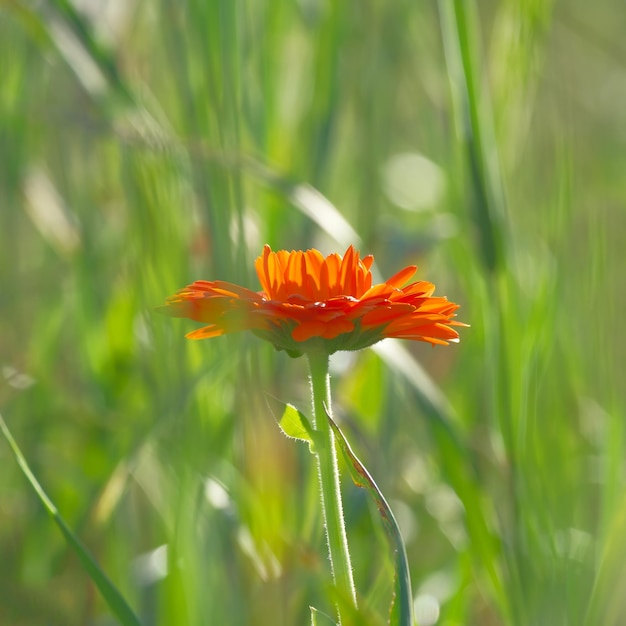 fiore di calendula arancione nel campo