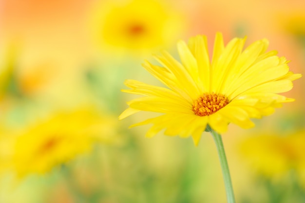 fiore di calendula giallo