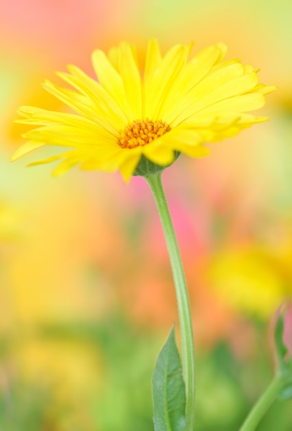 fiore di calendula giallo