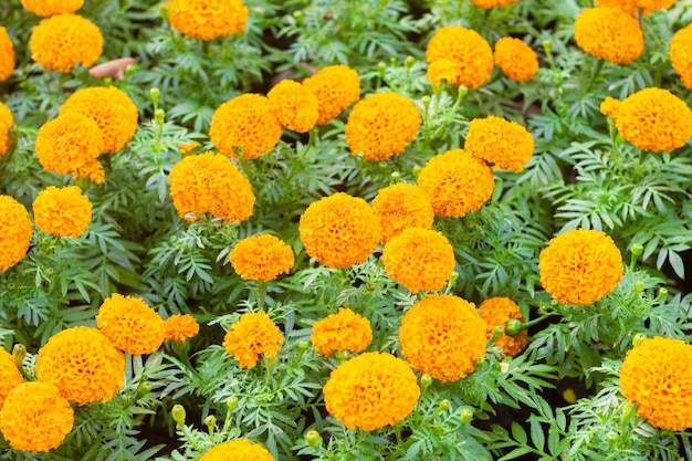 Fiore di calendula in giardino