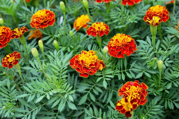 Fiore di calendula in giardino