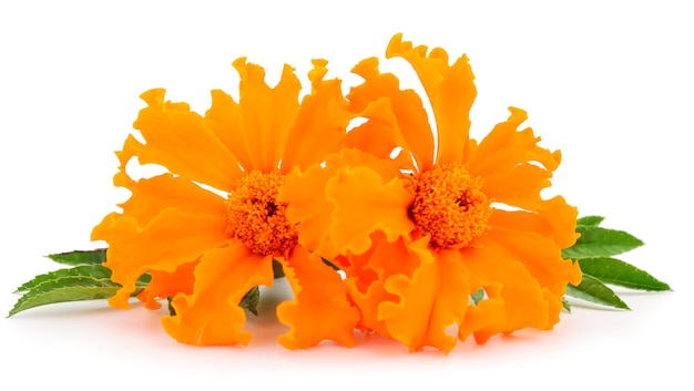 fiore di calendula isolato