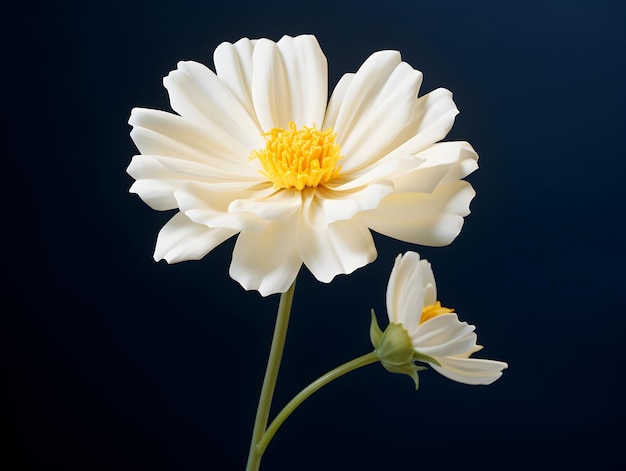 Fiore di calendula sullo sfondo dello studio fiore di calendola singolo immagini di fiori bellissimi