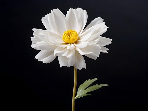 Fiore di calendula sullo sfondo dello studio fiore di calendola singolo immagini di fiori bellissimi