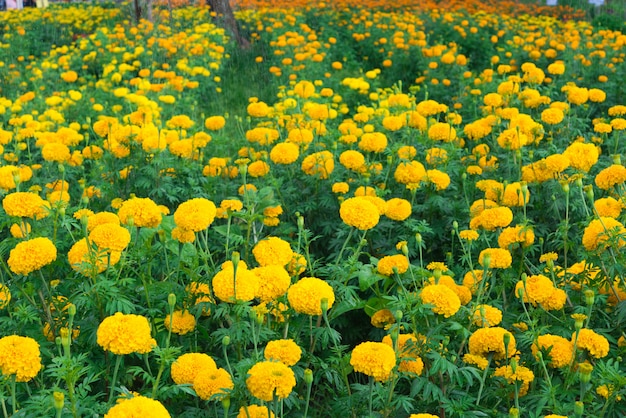 Fiore di calendula