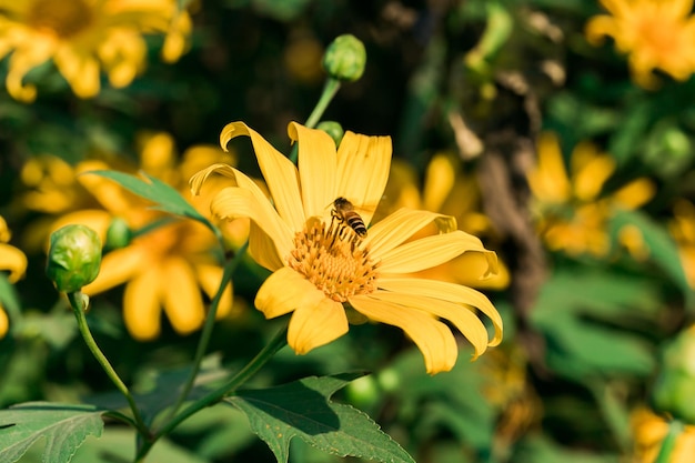 Fiore di calendula