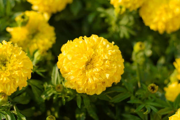 Fiore di calendule