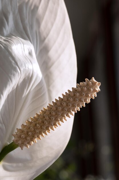 Fiore di calla bianco con grande macro pistillo
