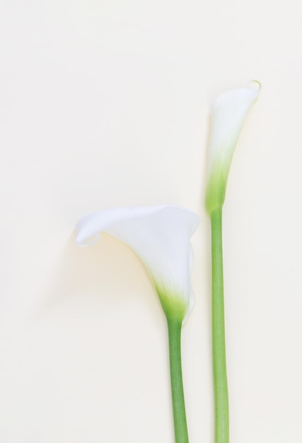 Fiore di calla bianco su sfondo giallo
